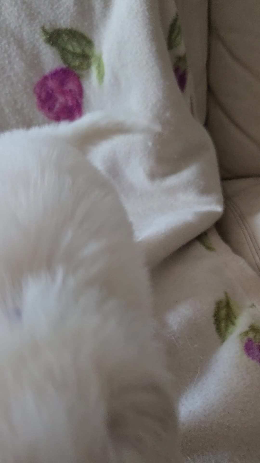 Pastore Svizzero cani in vendita: Cuccioli pastore svizzero bianco - Video 2