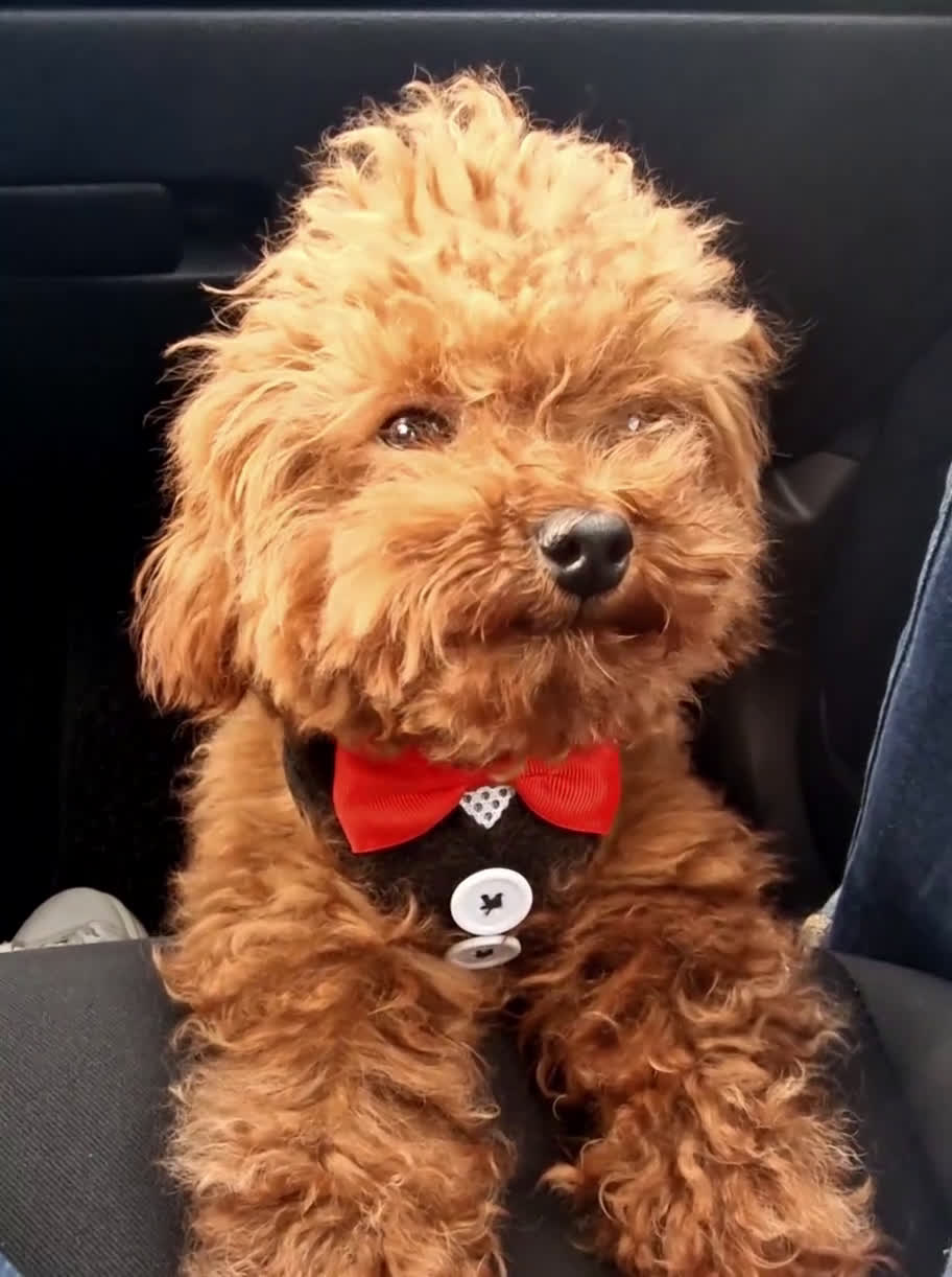 Barboncino Toy cani per accoppiamento: Barboncino per accopiamento  / monta - Video 1