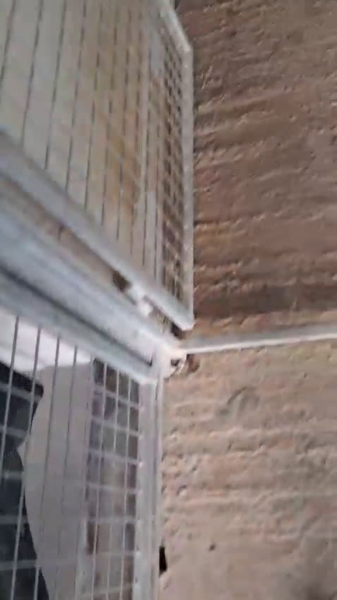 Husky cani in vendita: Cuccioli Siberian Husky con Pedigree  - Video 3