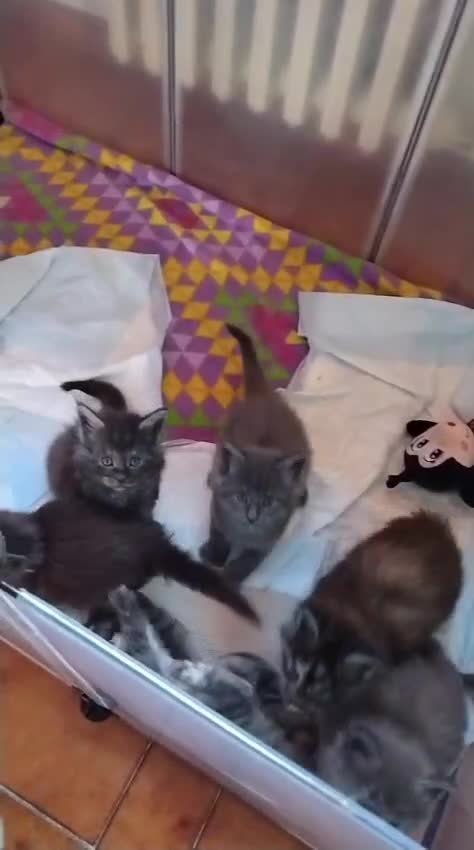 Maine Coon gatti in vendita: Maine coon - Video 1