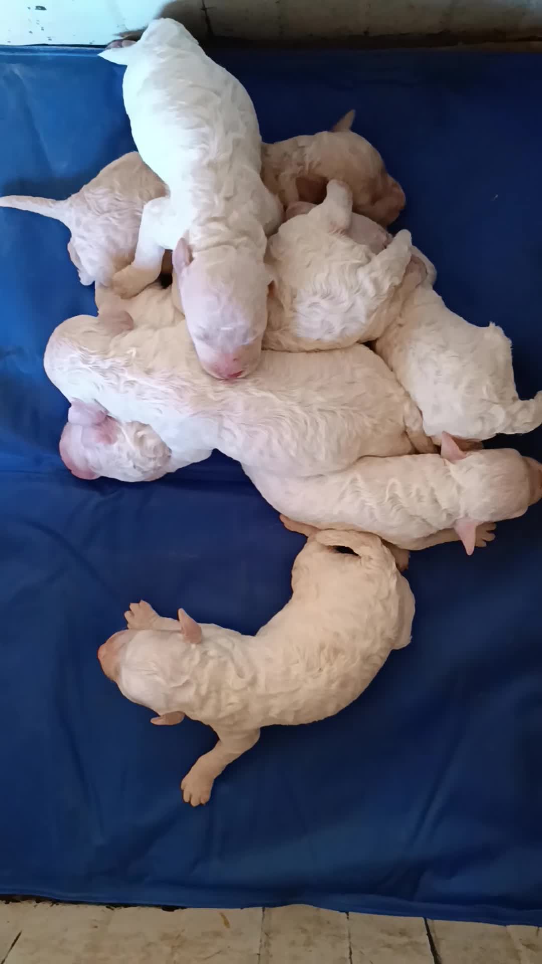 Lagotto cani in vendita: Lagotti  - Video 1