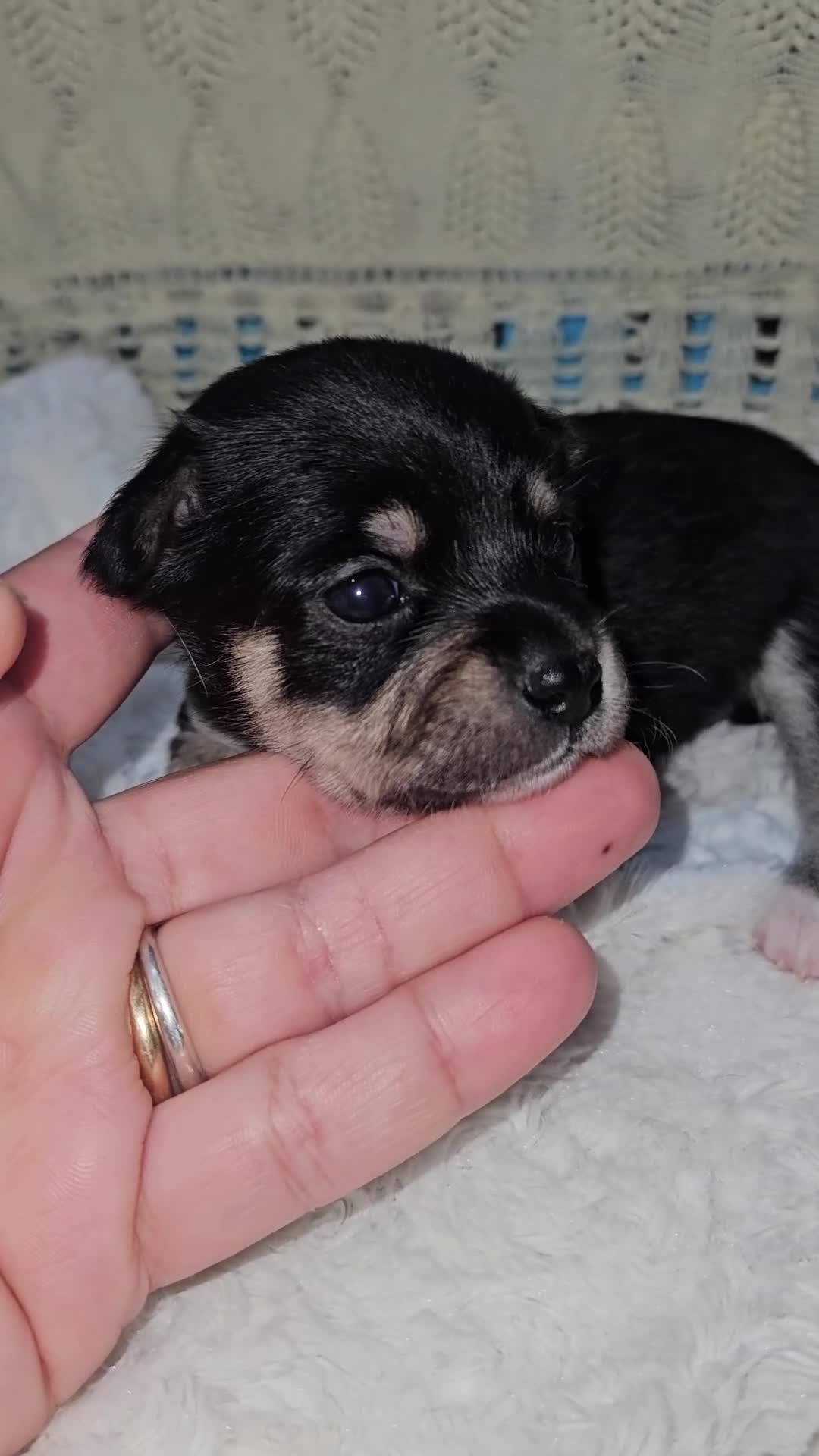 Chihuahua cani in vendita: Chihuahua toy femmina a Città metropolitana di Milano - Video 1
