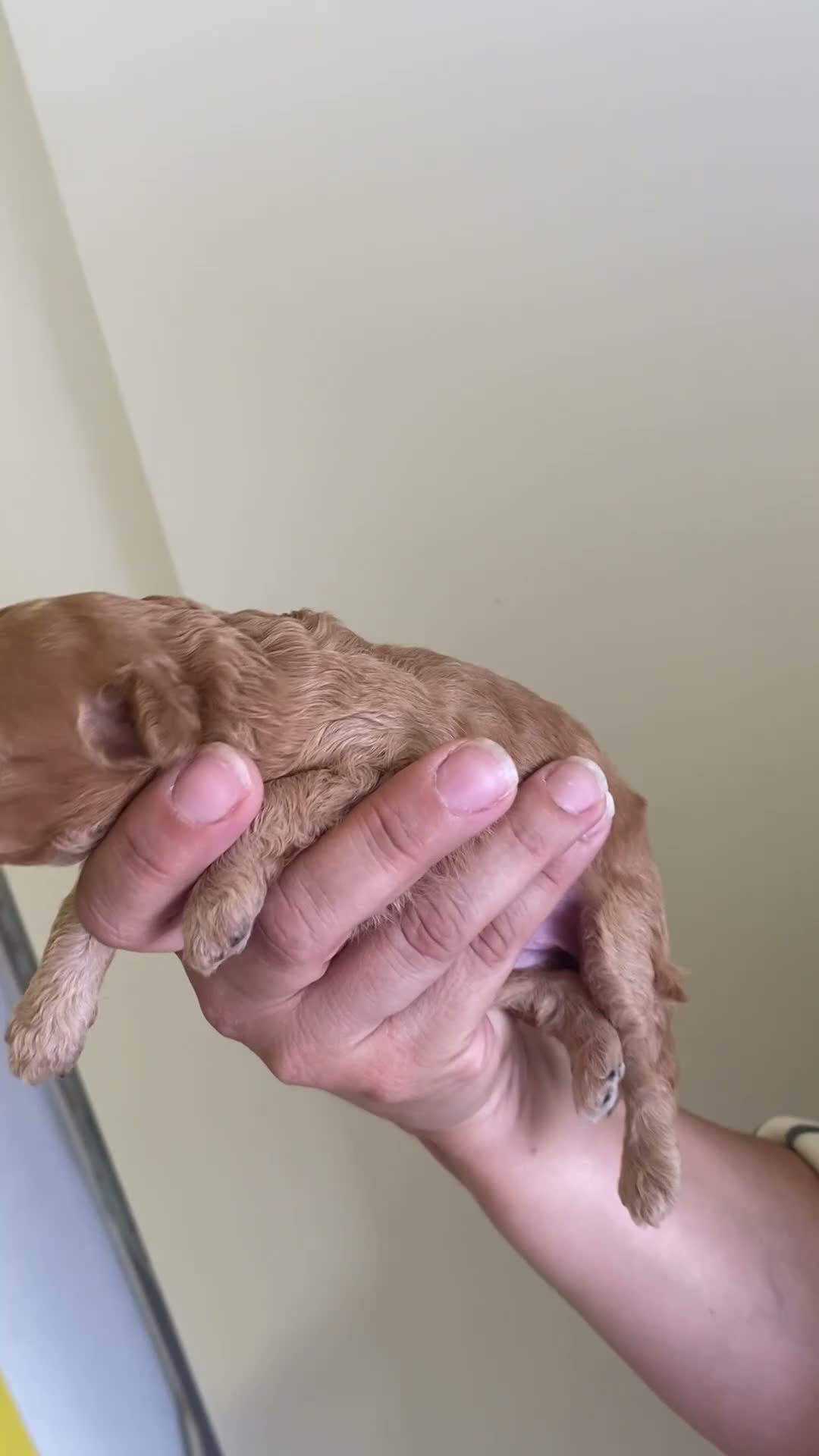 Barboncino Toy cani in vendita: Disponibili bellissimi cuccioli di barboncino  - Video 2