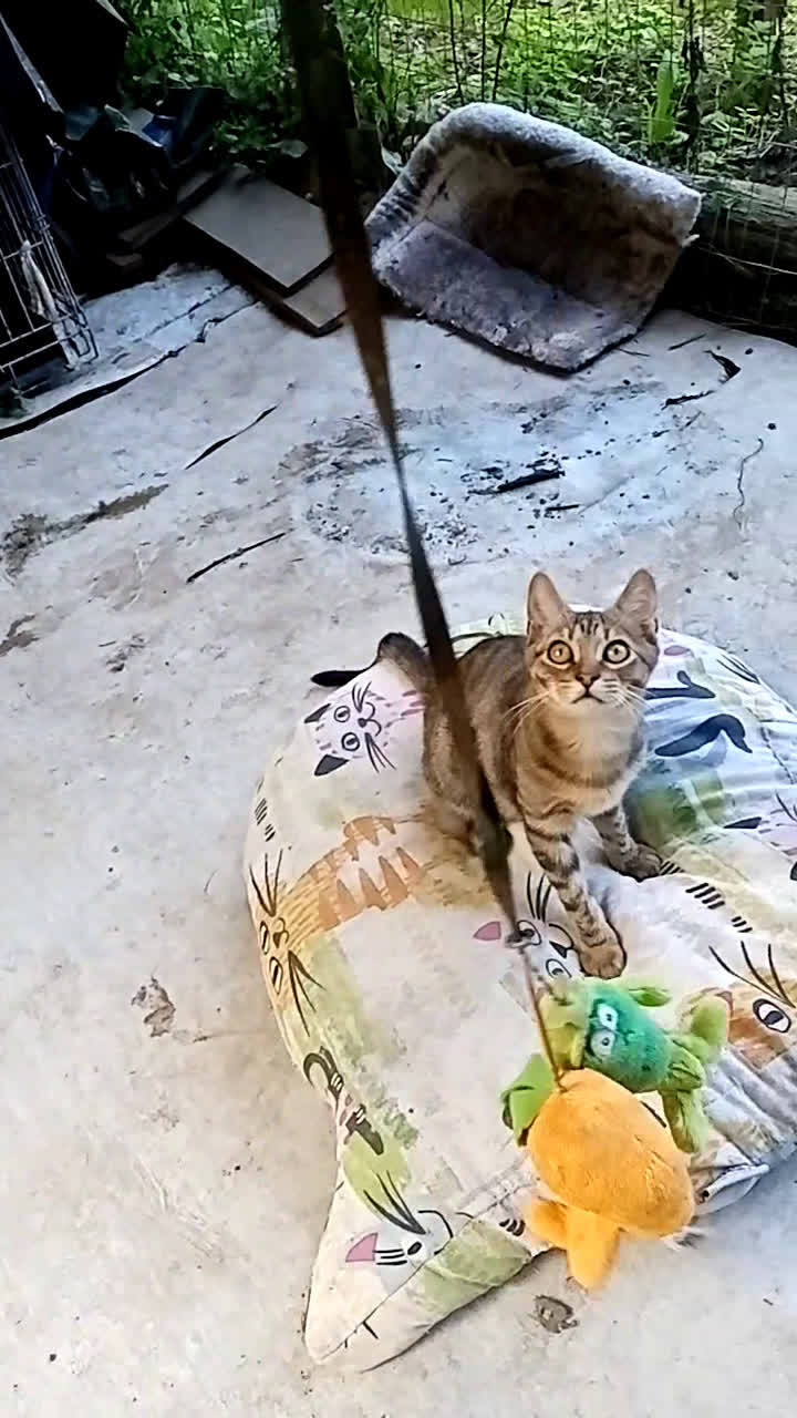 Altre razze gatti in regalo: Bellissimo tigratino a pelo corto - Video 2