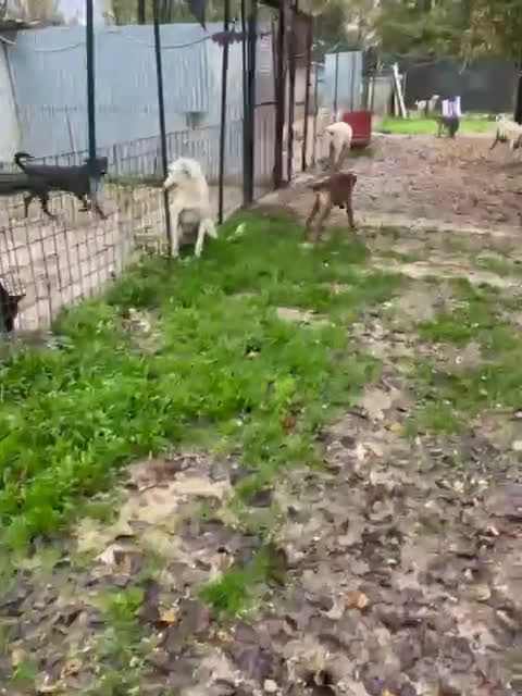 Meticcio cani in regalo: LO SPLENDIDO CORFU' - Video 2