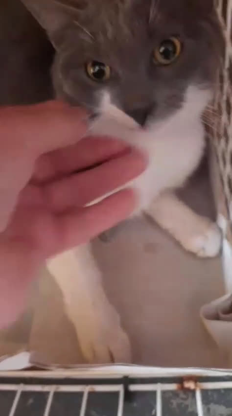 Europeo gatti in regalo: 𝗦𝗮𝗹𝘃𝗶𝗮𝗺𝗼𝗴𝗹𝗶 𝗹𝗮 𝘃𝗶𝘁𝗮 Adottatelo - Video 1