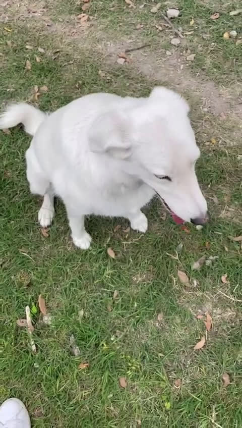 Meticcio cani in regalo: DOLCE BELLO SIMPATICO : CESARE ASPETTA TE - Video 2