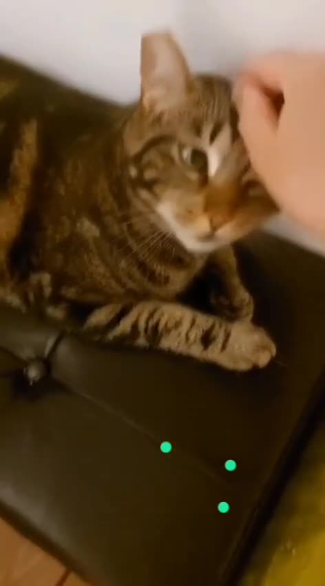 Europeo gatti in regalo: ADOZIONE URGENTE PER SPINO E PEPE a Provincia di Modena - Video 2