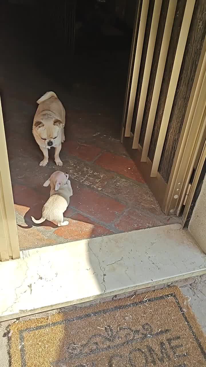 Chihuahua cani in vendita: Cucciola di chihuahua a Provincia di Piacenza - Video 1