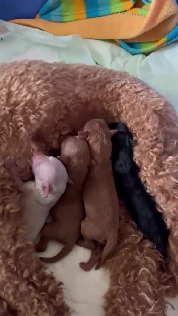 Barboncino Toy cani in vendita: Barboncino Toy - Video 1