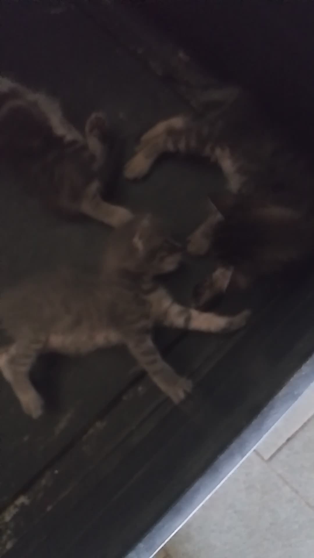 Meticcio gatti in regalo: Regalo gattini  a Provincia di Latina - Video 2