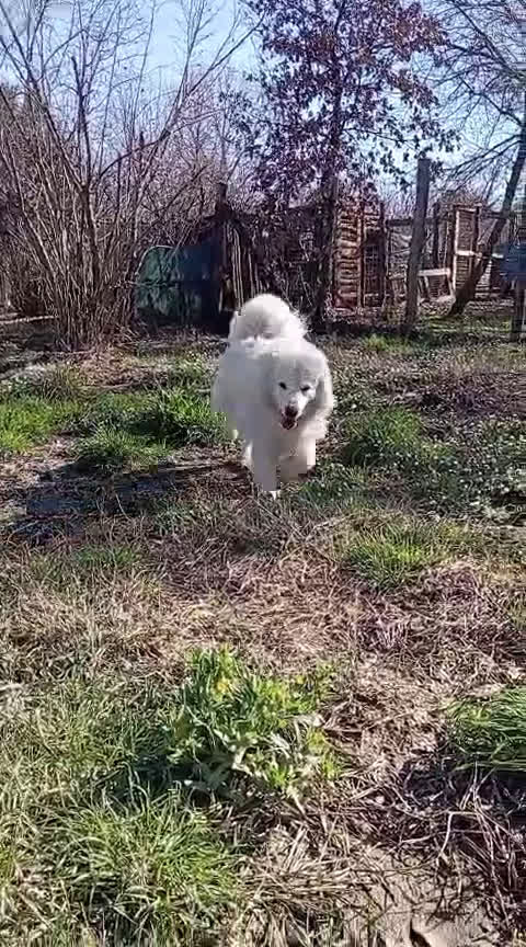 Meticcio cani in regalo: CARATTERE SPLENDIDO, BELLISSIMO 3 ANNI - Video 2