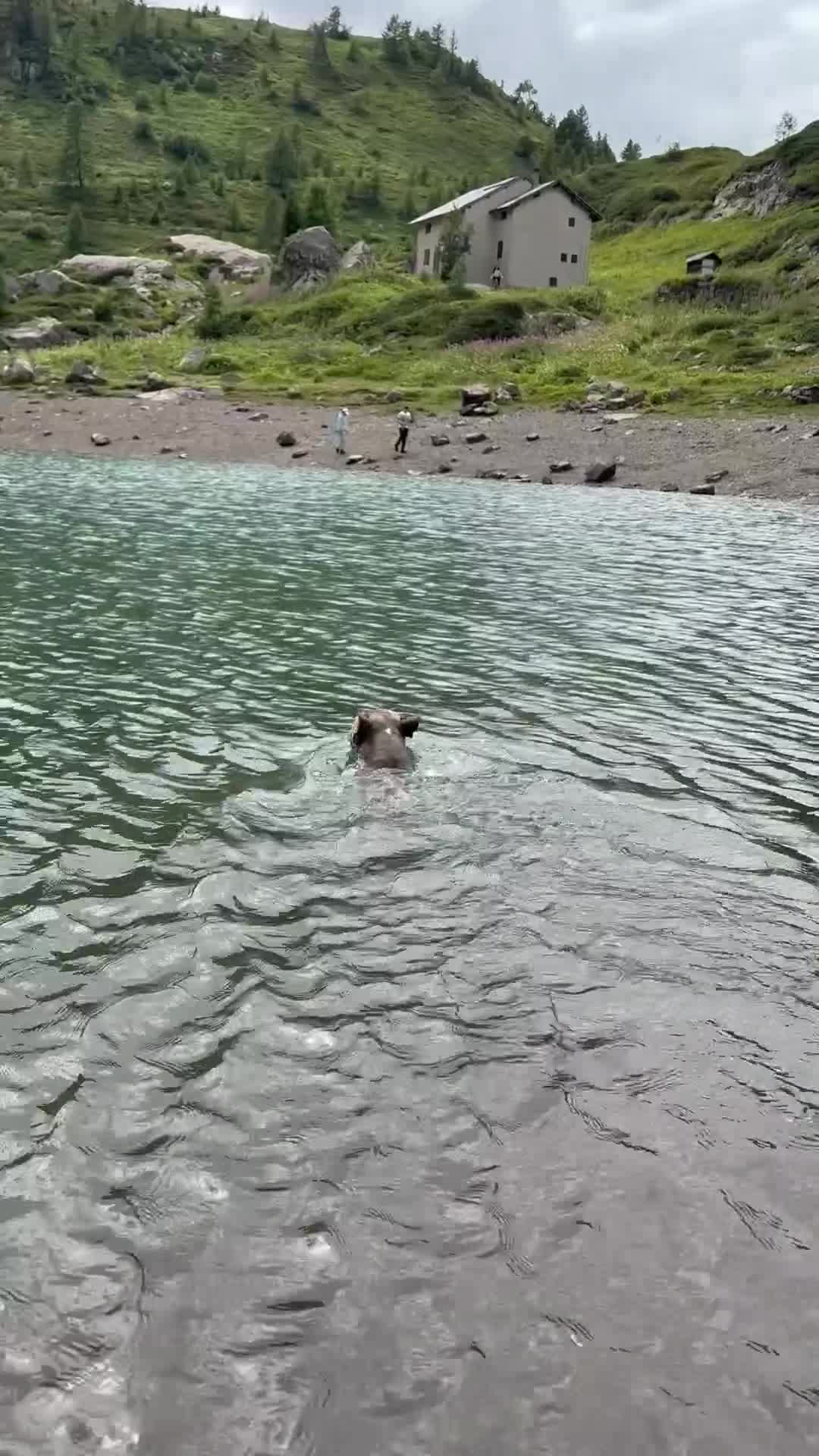 Bulldog Francese cani per accoppiamento: Dalì cerca compagna  a Città metropolitana di Roma Capitale - Video 2