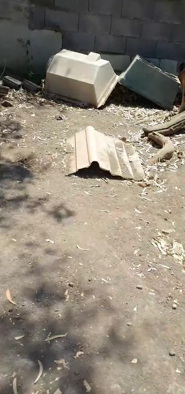 Meticcio cani in regalo: Orazio in Canile - Video 1