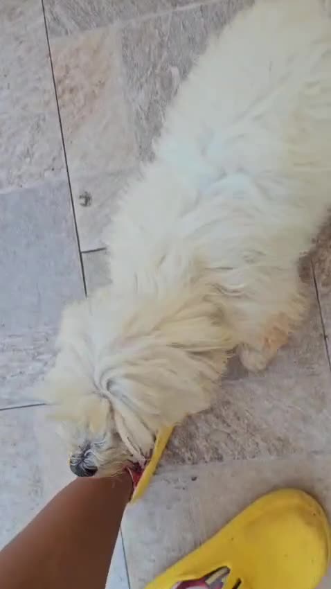 Maltese cani in regalo: Mafalda: maltesina 4 anni, socievole con tutti  - Video 1