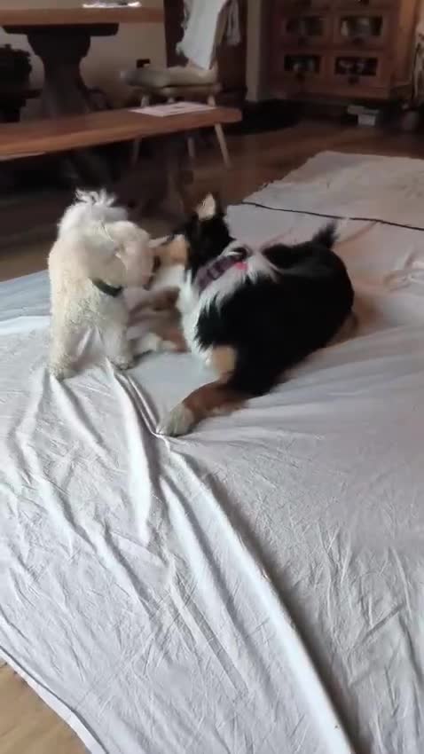 Barboncino Toy cani per accoppiamento: Disponibile barboncino toy per monta a Provincia di Bergamo - Video 3