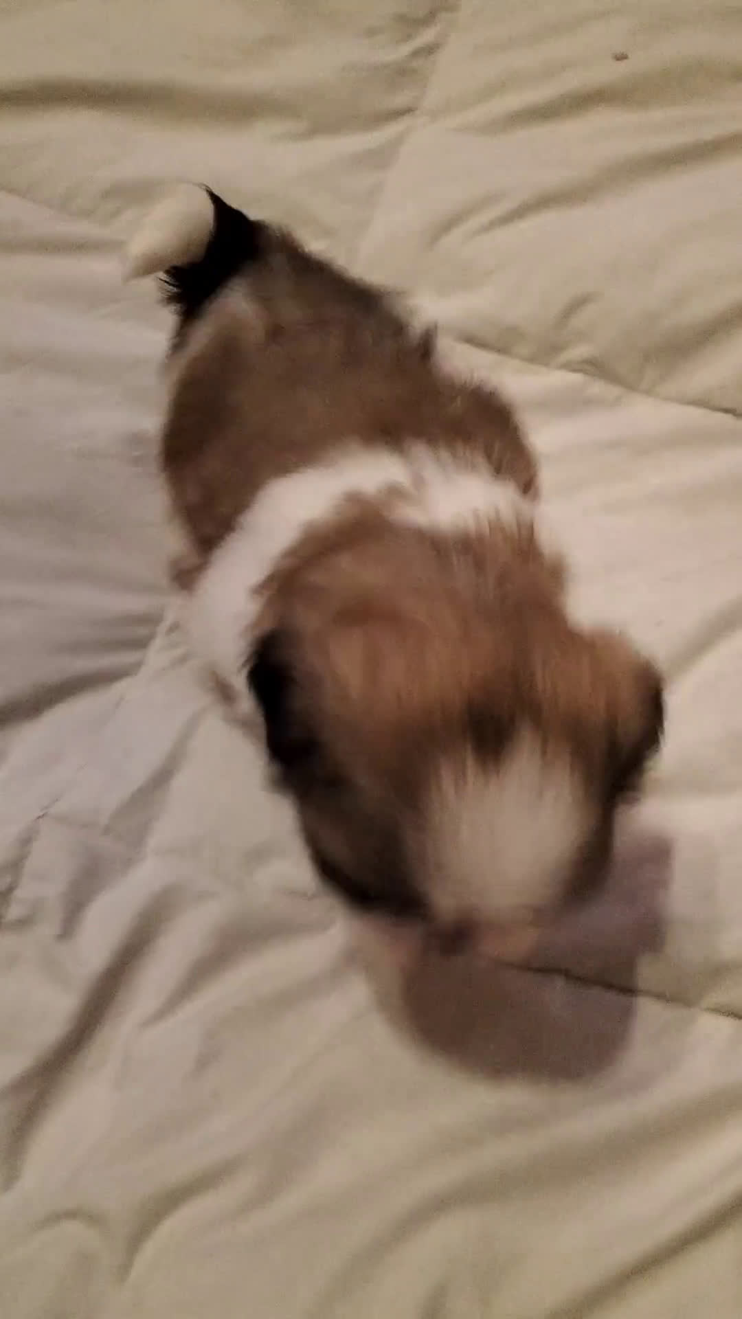 Shih Tzu cani in vendita: Cuccioli di shitzu  - Video 2