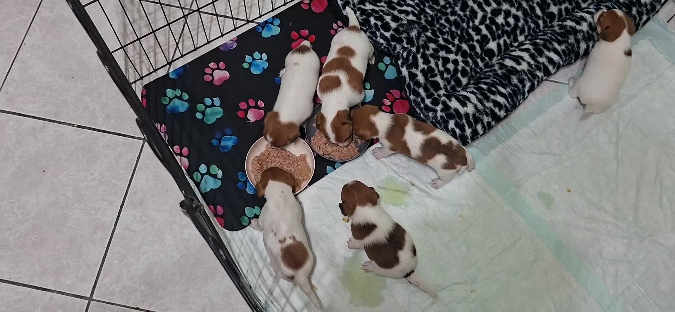 Jack Russell cani in vendita: Vendiita  - Video 1