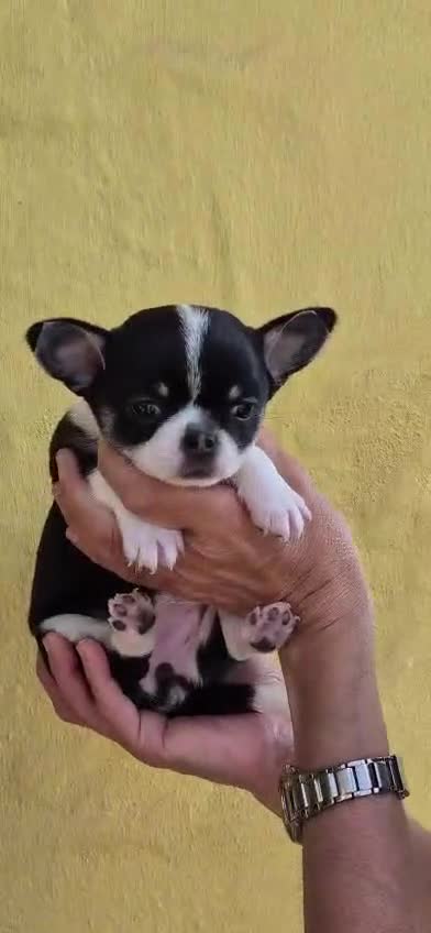 Chihuahua cani in vendita: Femmina tricolor a pelo corto  - Video 1