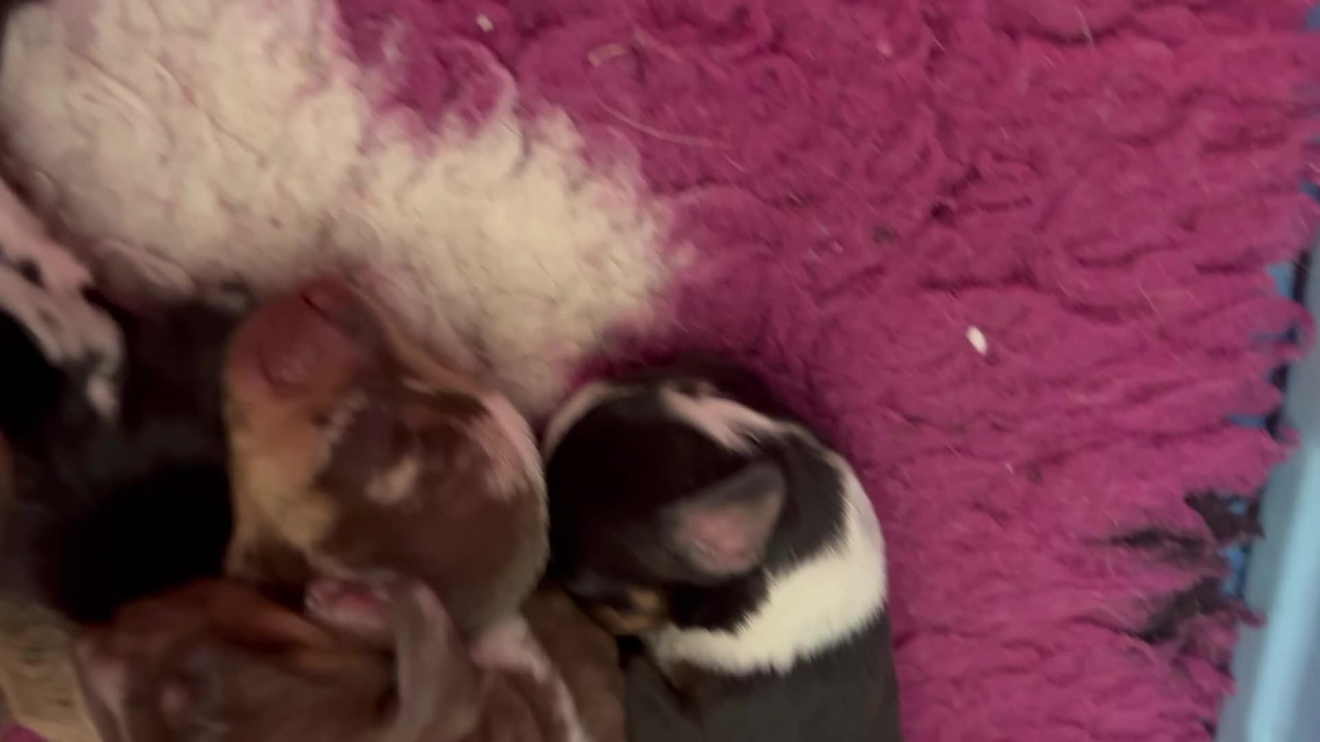 Bassotto cani in vendita: Bassotti - Video 1