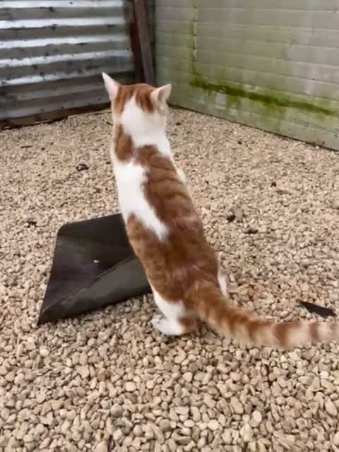 Meticcio gatti in regalo: MIAO MIAO MI ADOTTI? - Video 1