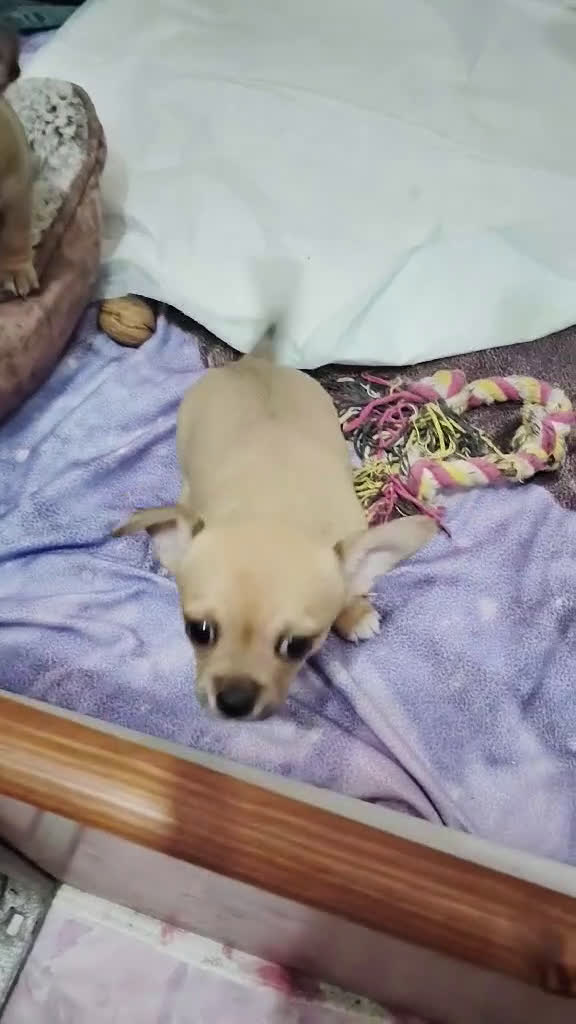 Chihuahua cani in vendita: Cuccioli di chihuahua  - Video 3