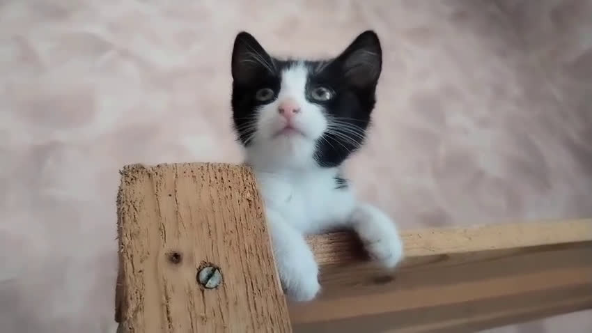 Europeo gatti in regalo: LULU PICCOçA DOLCE GATTINA a Città metropolitana di Roma Capitale - Video 1