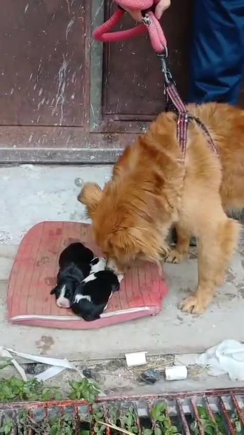 Meticcio cani in regalo: Stefi: 2 anni taglia contenuta  - Video 1