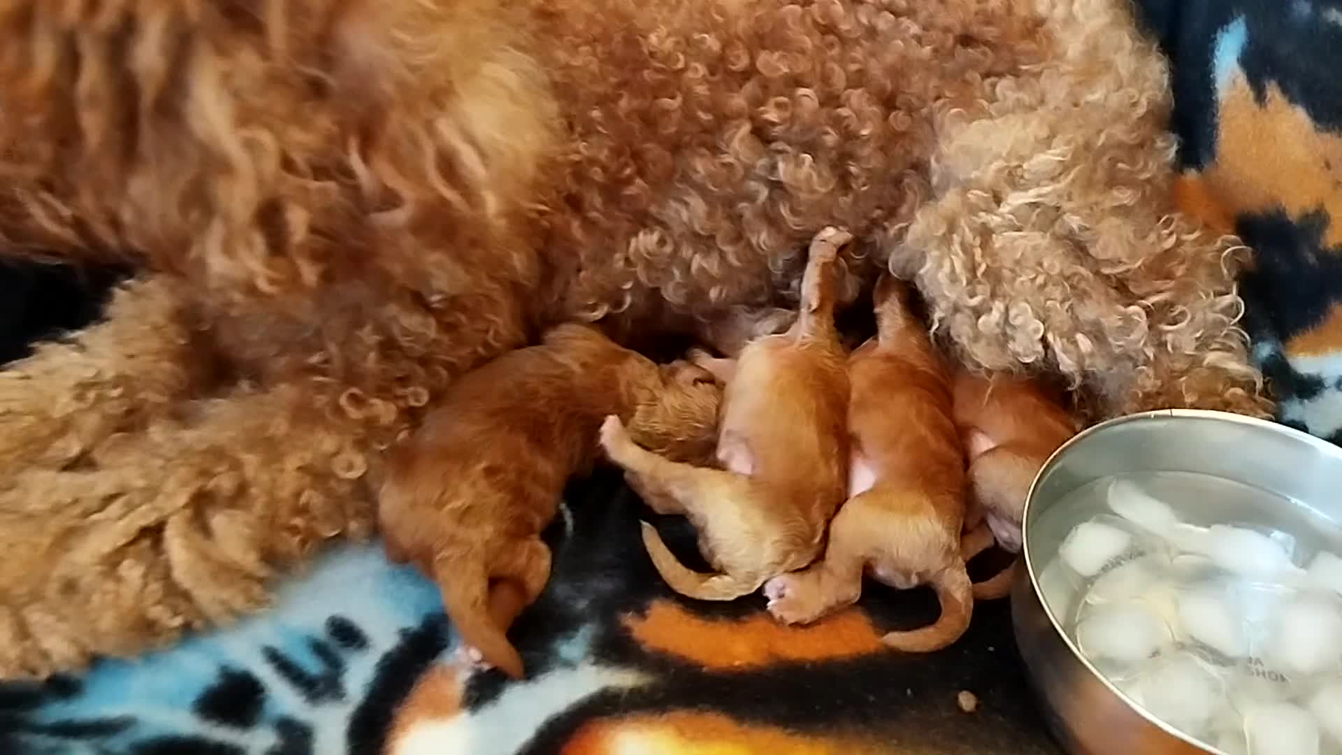 Barboncino cani in vendita: Barboncini particolar  - Video 1