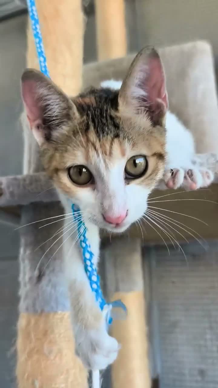 Meticcio gatti in regalo: Milla - Video 1