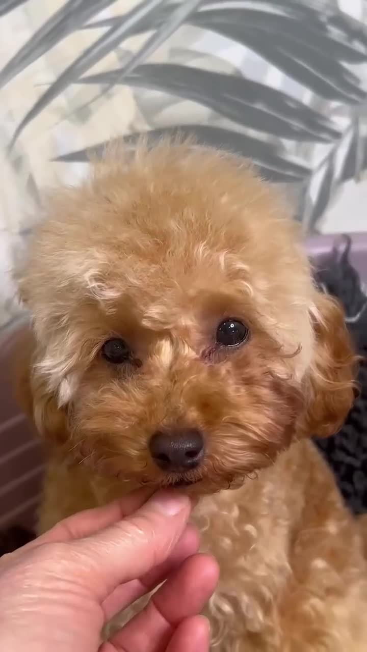 Barboncino Toy cani in vendita: Cuccioli barboncino toy e mini toy  a Provincia di Brescia - Video 1