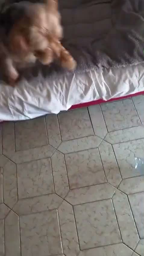 Meticcio cani in regalo: Razza Monkie a Provincia di Chieti - Video 1