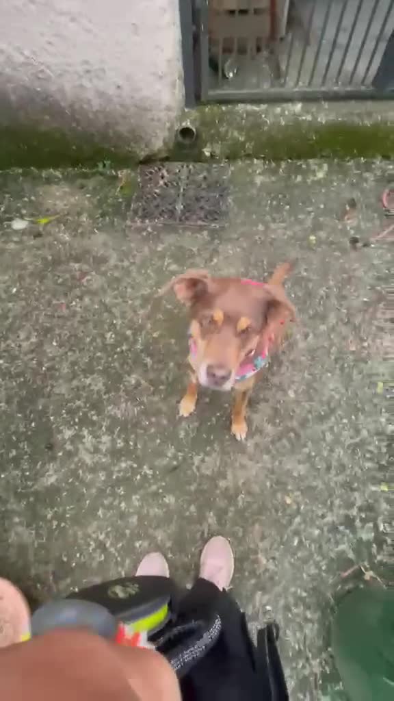 Meticcio cani in regalo: Lola: socievole, equilibrata, affettuosa  - Video 3