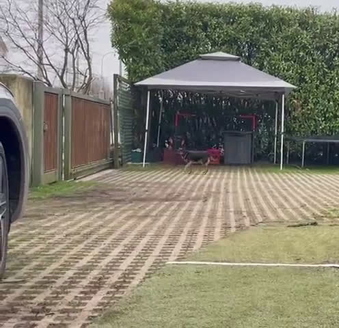 Meticcio cani in regalo: Lucio: taglia piccola, torna indietro. Urgente  - Video 2