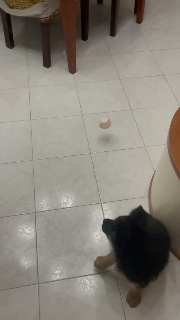 Pastore Tedesco cani in vendita: Cucciola di Pastore tedesco a Provincia di Salerno - Video 1