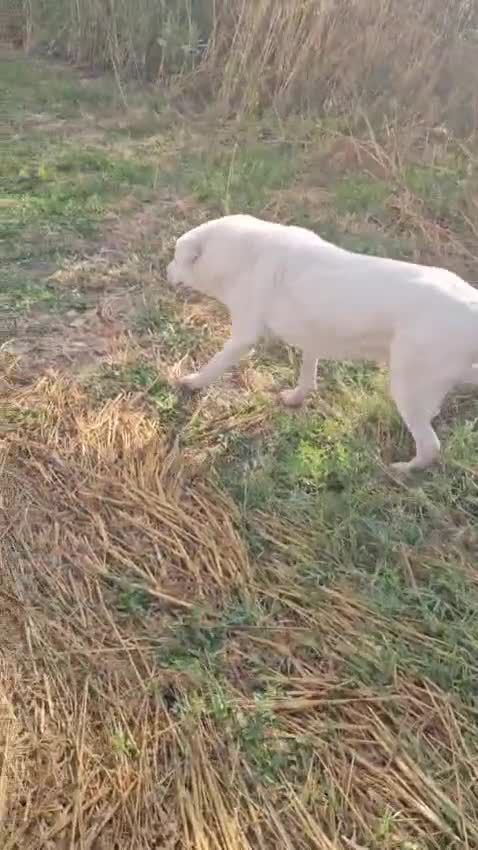 Meticcio cani in regalo: Consuelo: dolce, equilibrata, socievole  - Video 1