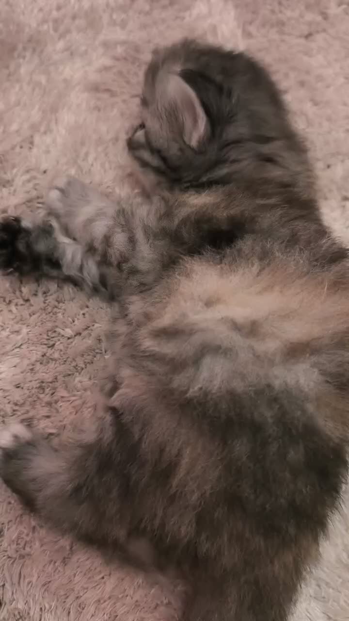 Siberiano gatti in vendita: Cucciole siberiane a Città Metropolitana di Genova - Video 2