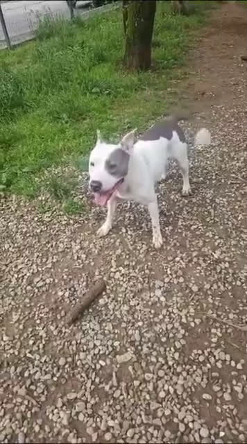 Altre razze cani in regalo: CAGNOLINA ANZIANA - Video 1