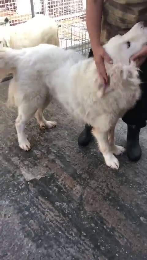 Pastore Maremmano cani in regalo: Meravigliosi maremmani in canile! a Provincia di Viterbo - Video 1