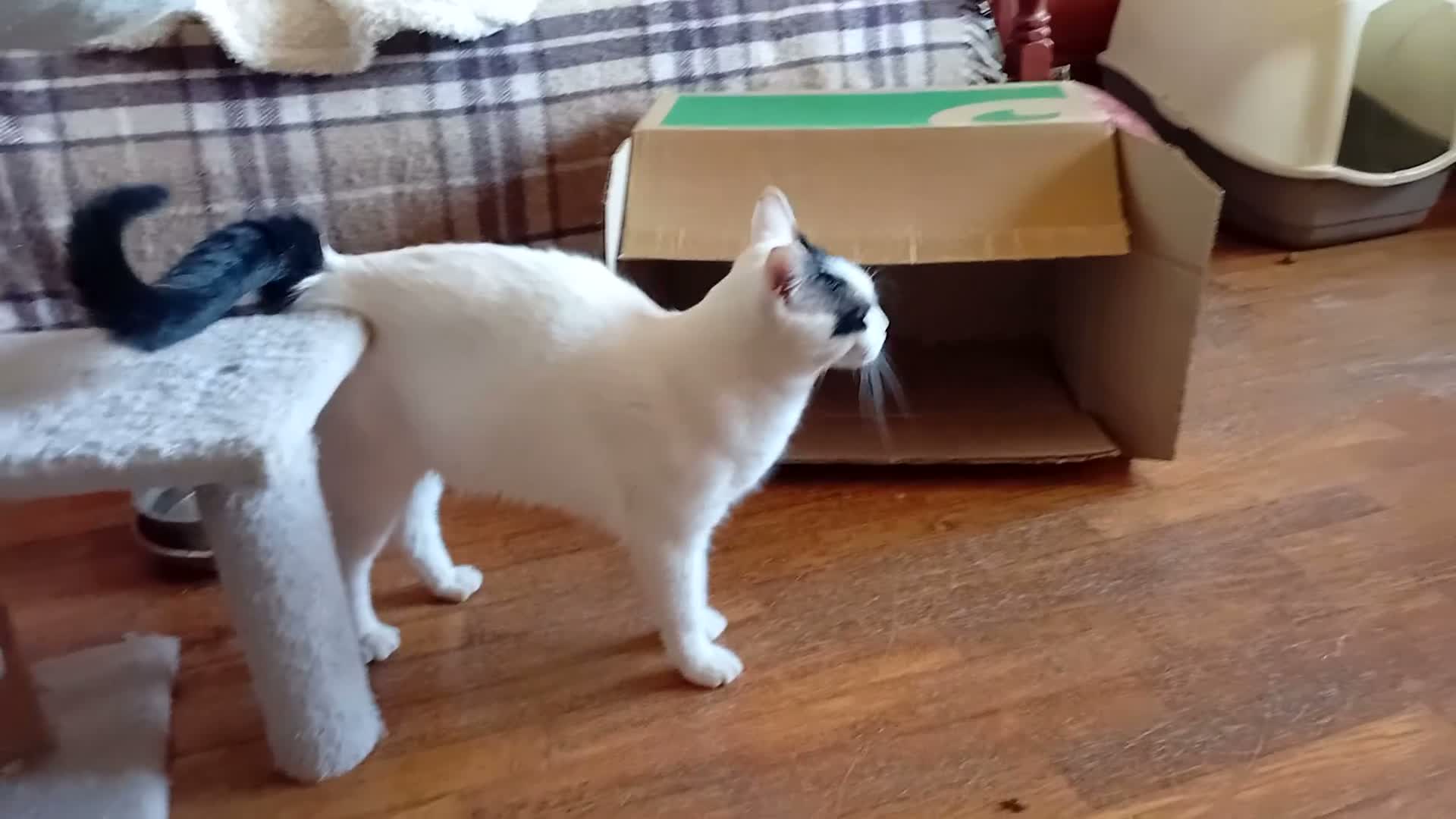 Europeo gatti in regalo: Lea ha urgenza di avere una casa! - Video 4
