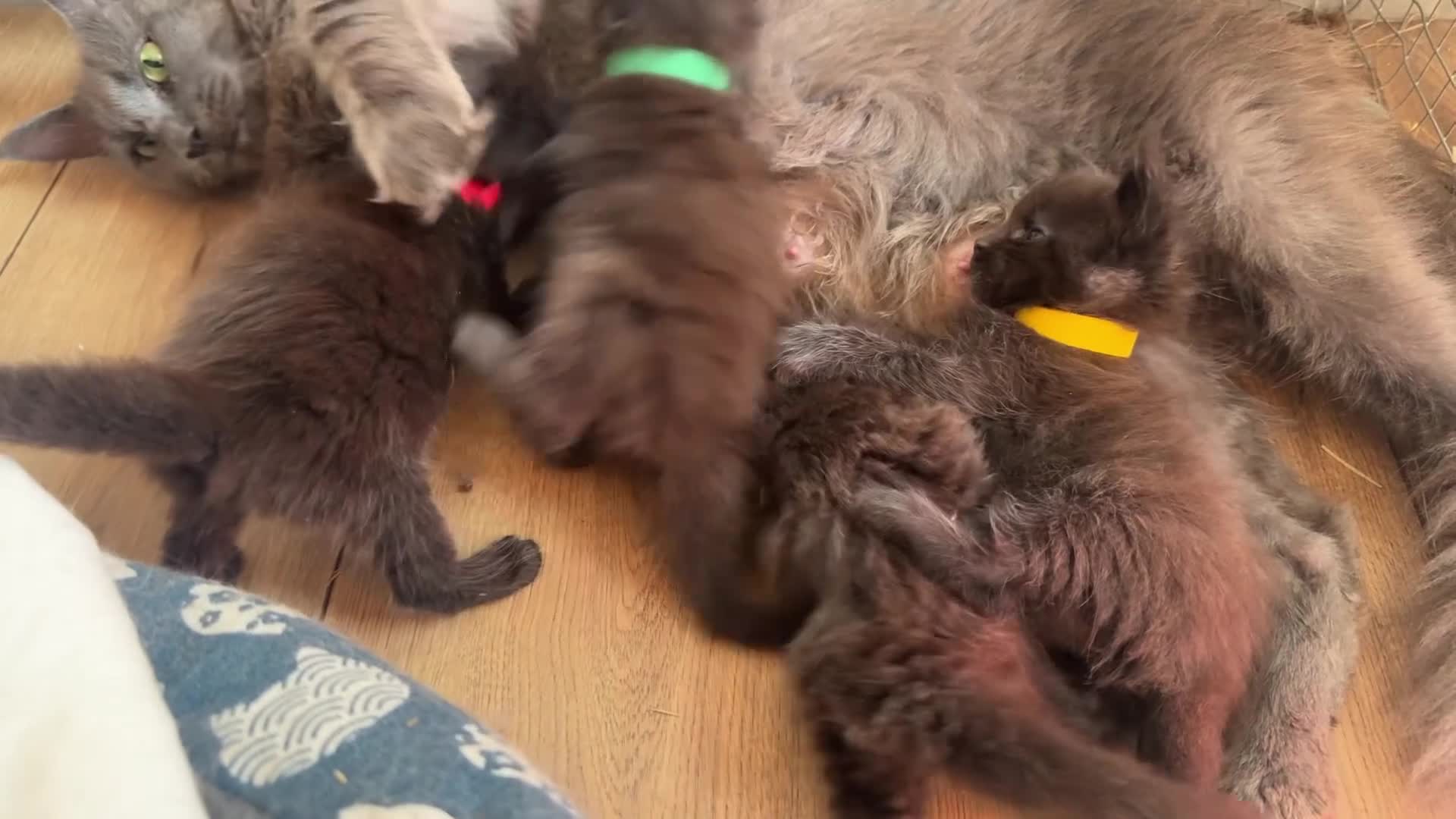 Maine Coon gatti in vendita: Cuccioli di maine coon manto nero  - Video 2