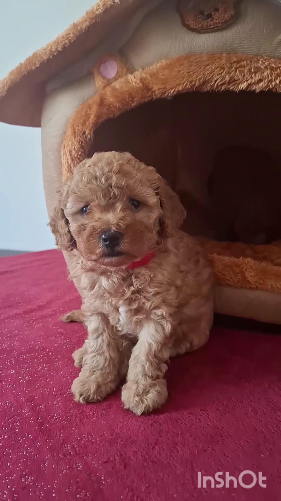 Barboncino cani in vendita: Barboncino nano - Video 1