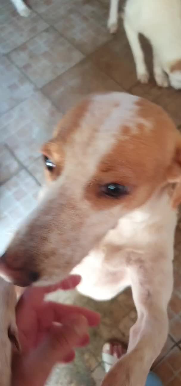 Segugio cani in regalo: Tino, segugio mix in canile a Catania - Video 3