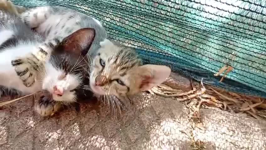Meticcio gatti in regalo: Gattini di 2 mesi a Città metropolitana di Milano - Video 1