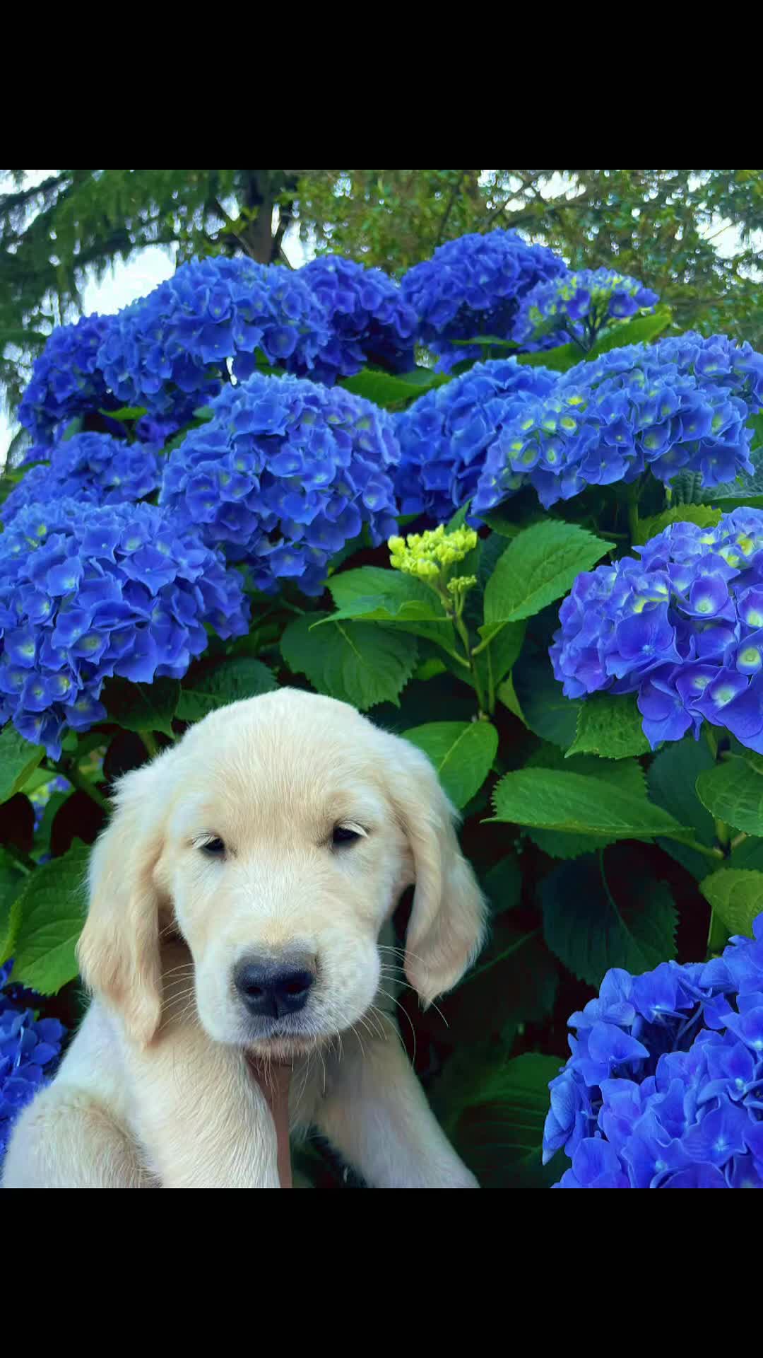 Golden Retriever cani in vendita: CUCCIOLI GOLDEN RETRIEVER  - Video 3