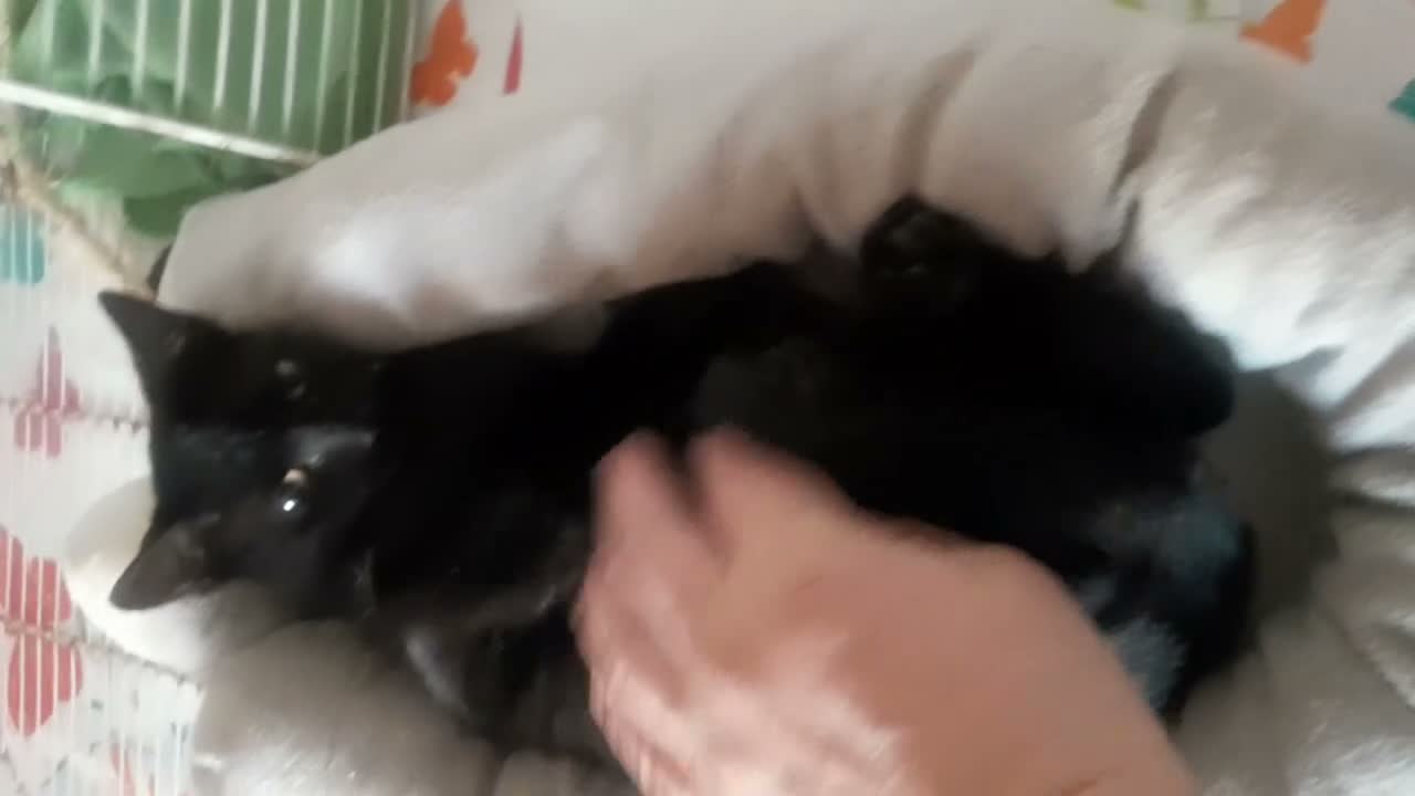 Europeo gatti in regalo: Gattino nero, 3 mesi, un'amore a Città metropolitana di Roma Capitale - Video 1