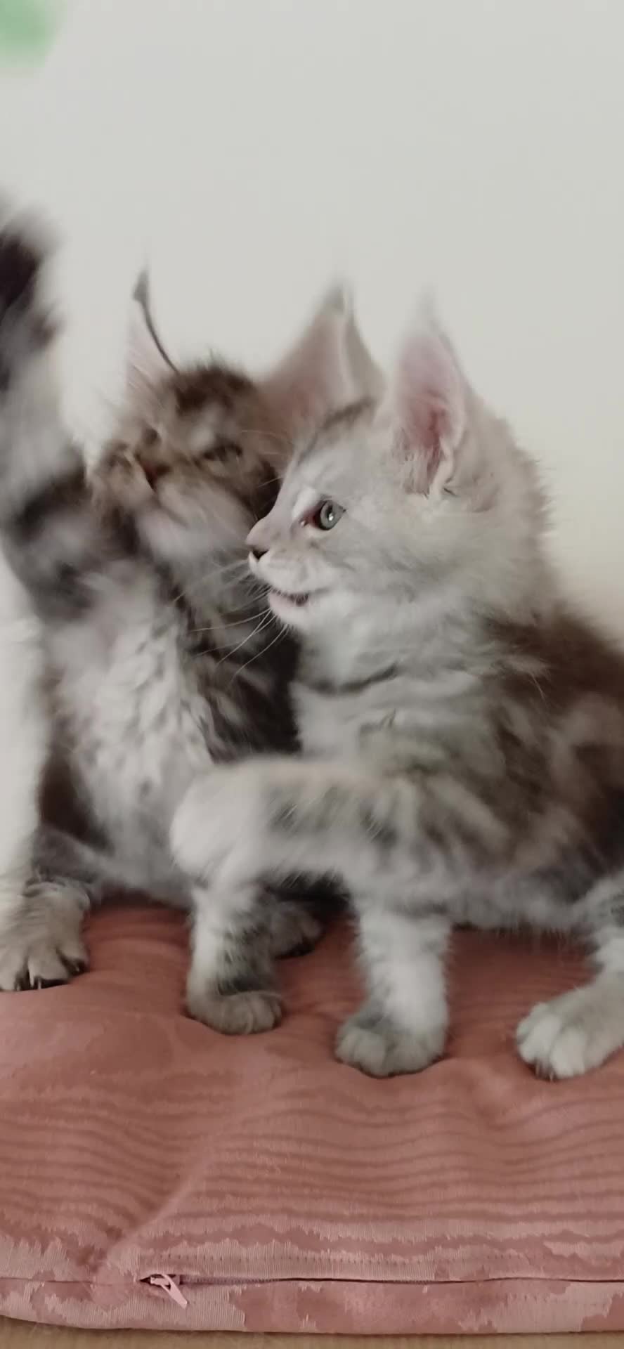 Maine Coon gatti in vendita: Cuccole di Maine Coon con pedigree  - Video 1