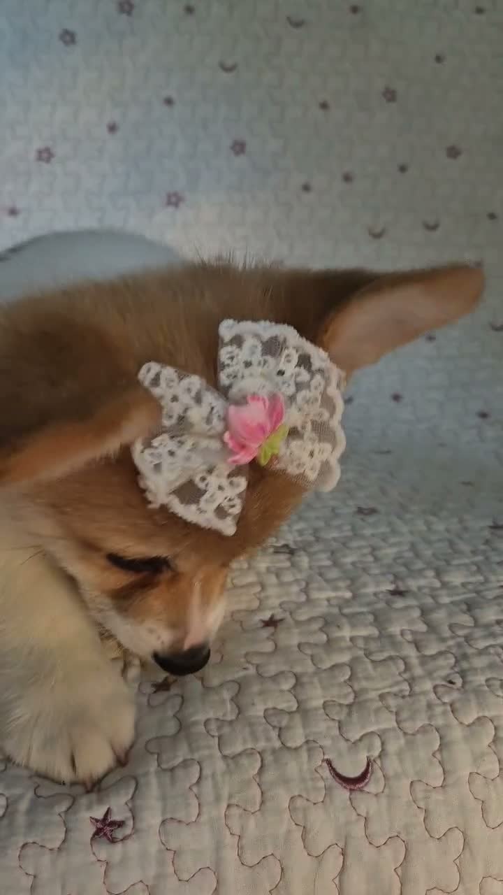Corgi Pembroke cani in vendita: Cuccioli di Pembroke Welsh Corgi a Città Metropolitana di Firenze - Video 2