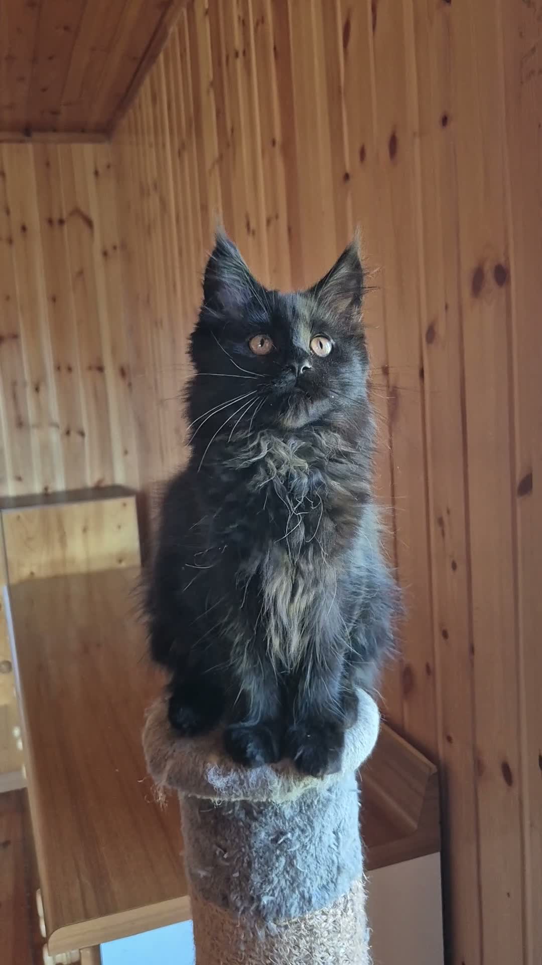 Maine Coon gatti in vendita: Maincoon - Video 1