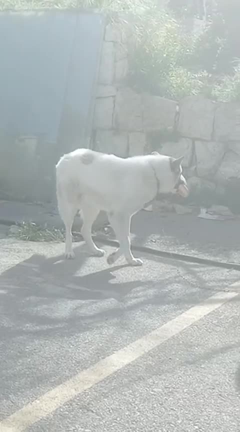 Meticcio cani in regalo: Ronny, un meticcio pronto a farsi amare - Video 4